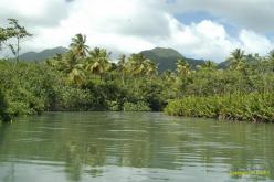 Dominica: Indian River